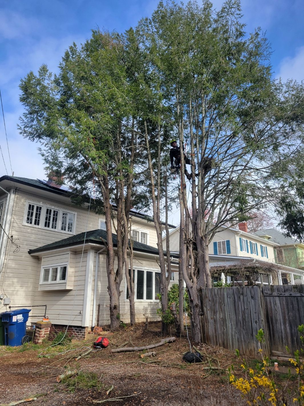 Pine privacy fence tree removal in Asheville