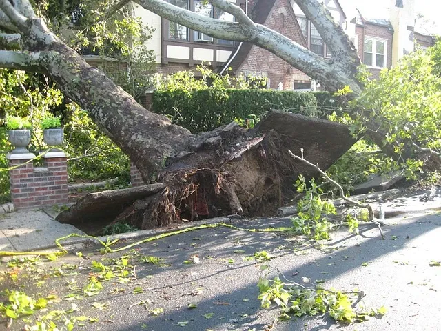 Quality tree services in Ashville, NC