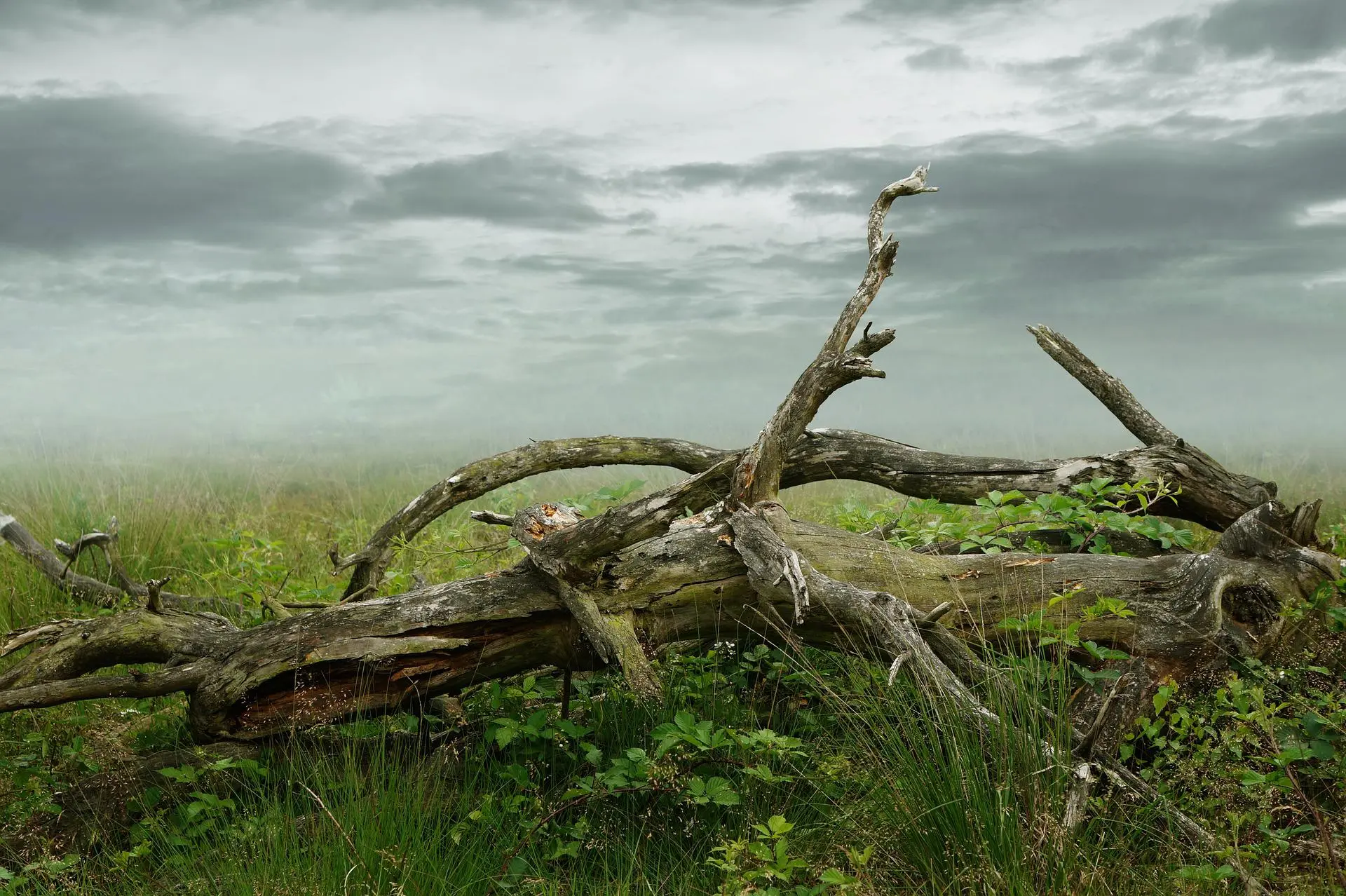 Tree services in Asheville, NC