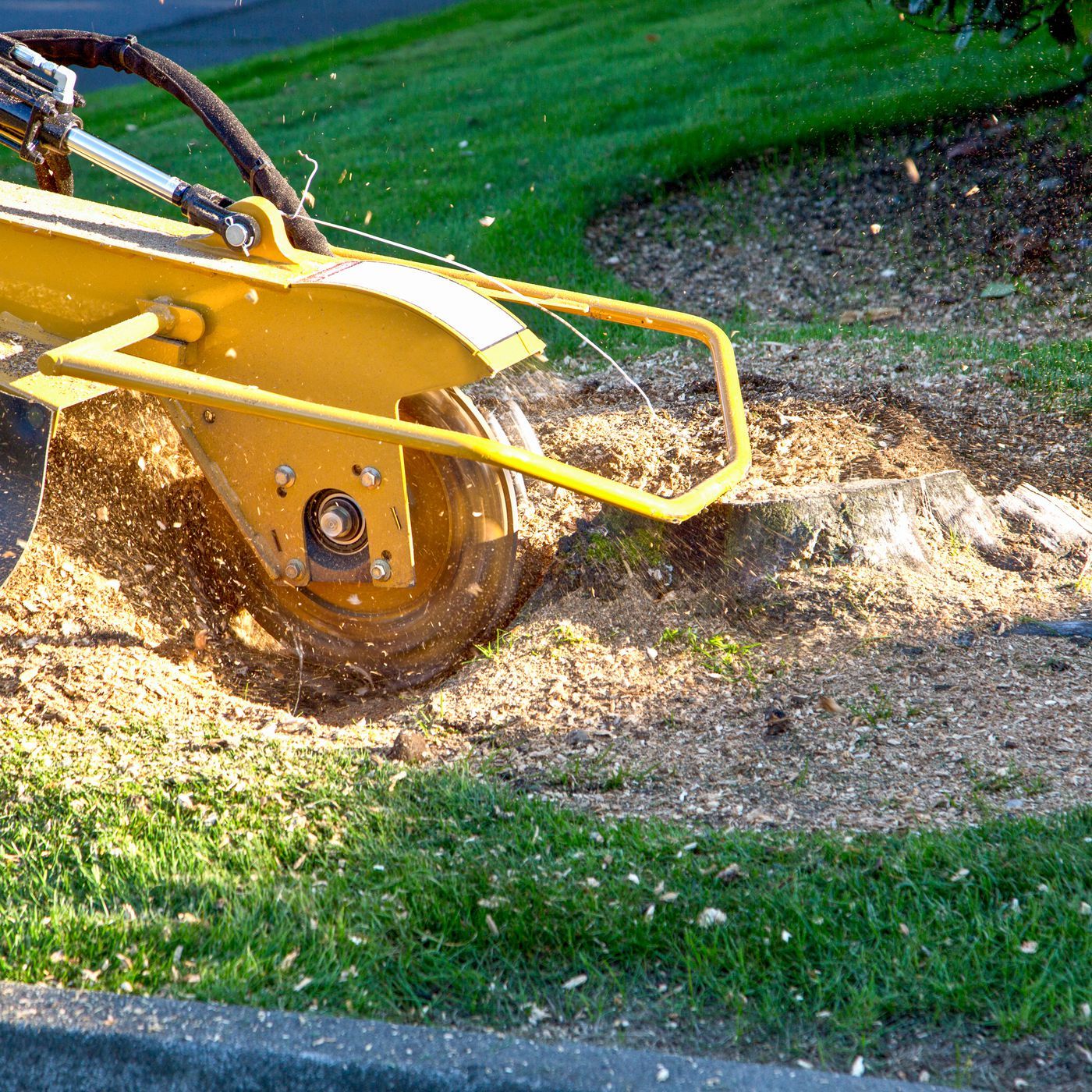 asheville arborists