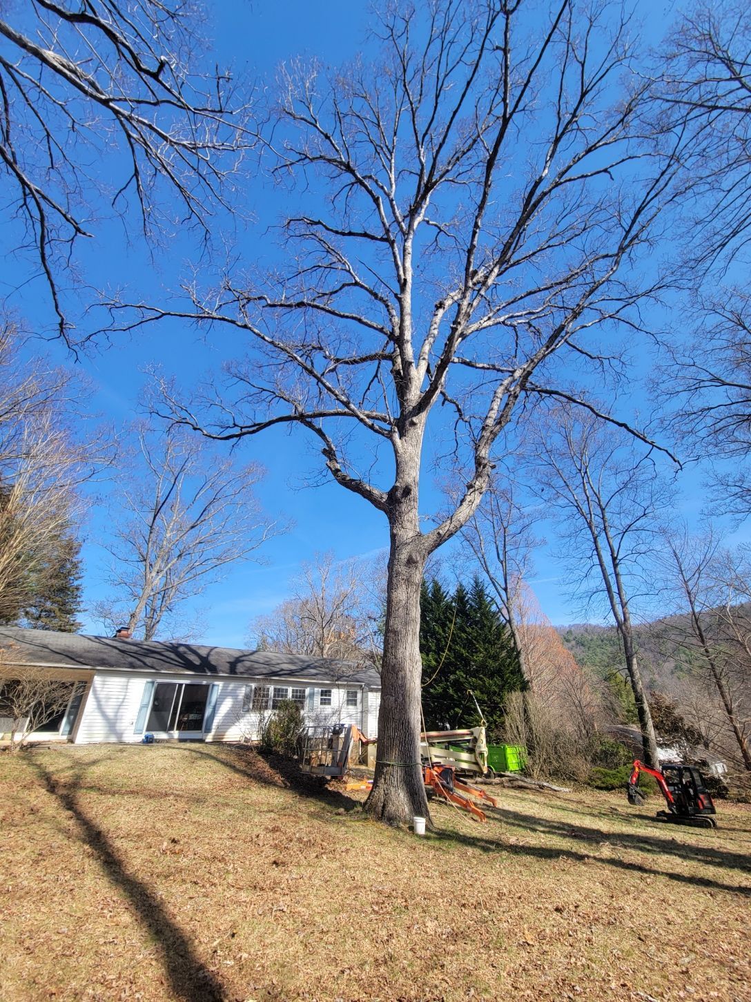 land clearing in asheville before pic