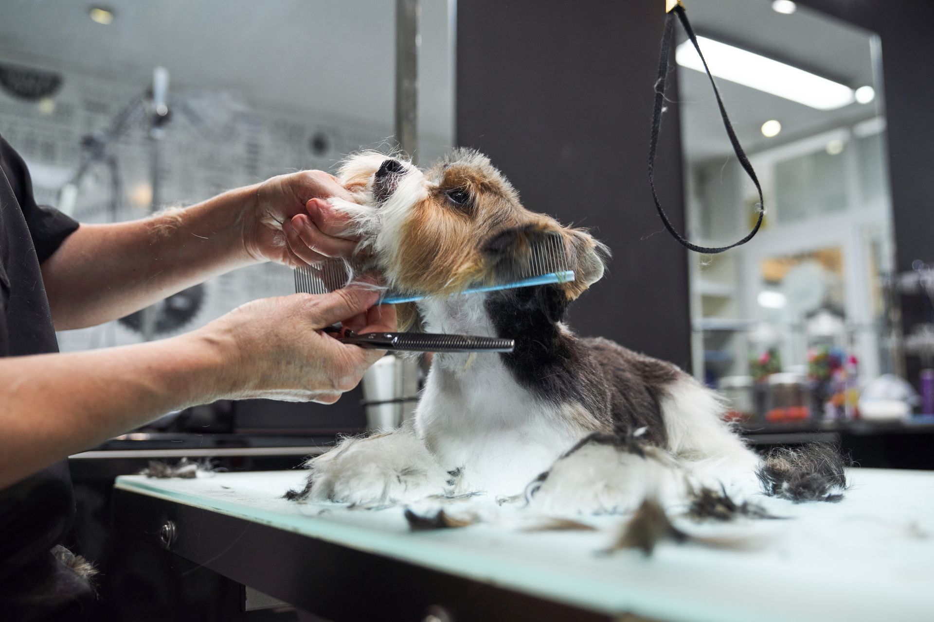 A person is grooming a small dog in a salon A person is grooming a small dog in a salon