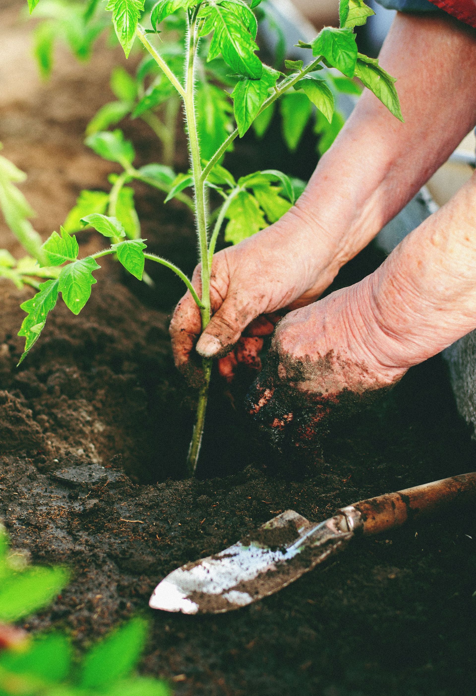 Hands planting a green seedling in dark soil with a trowel nearby