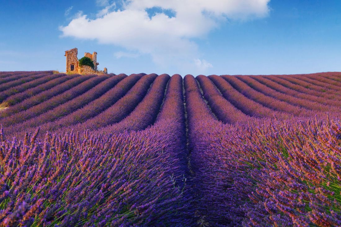 campi di lavanda in Provenza