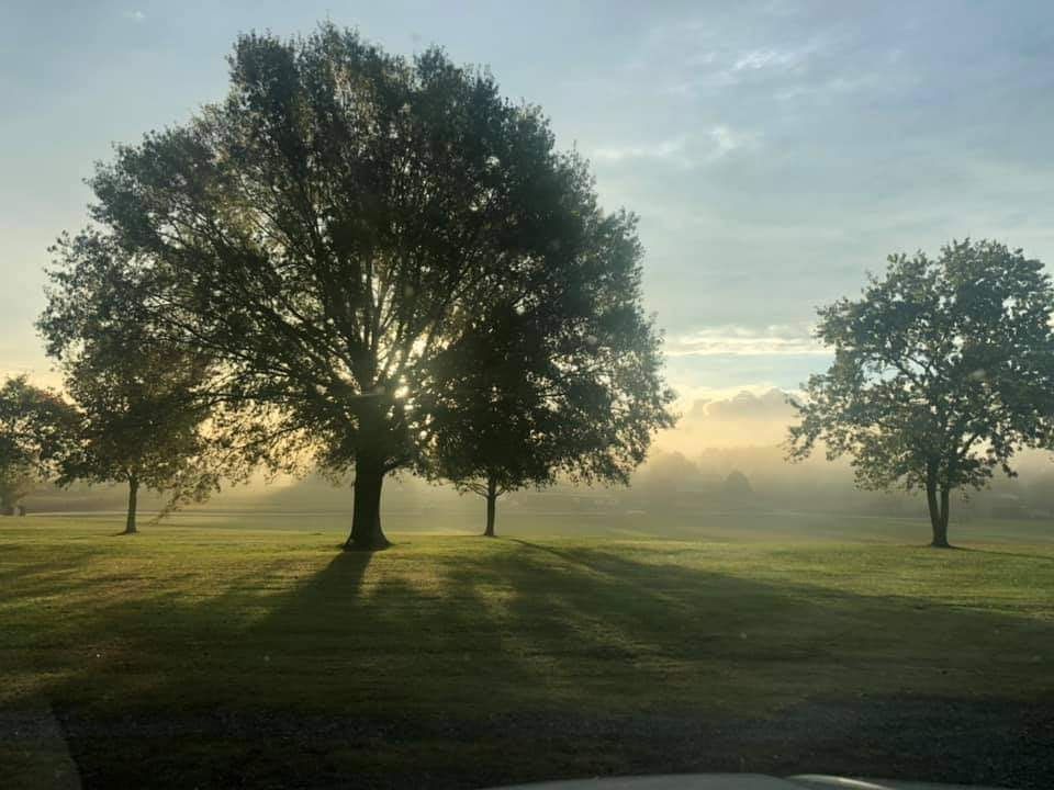 Sunrise over a grassy park with three silhouetted trees in soft mist