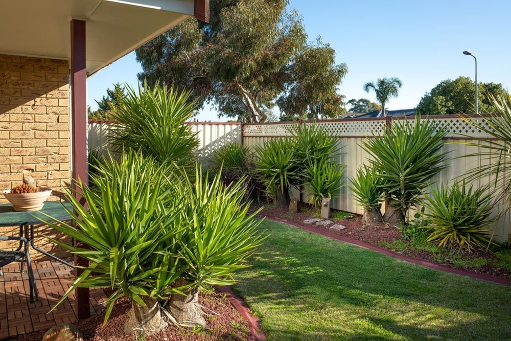 Clean backyard with plants and grass — Handyman in Ulladulla, NSW