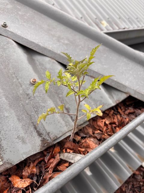 Man removing the leaves in the gutter — Handyman in Huskisson, NSW