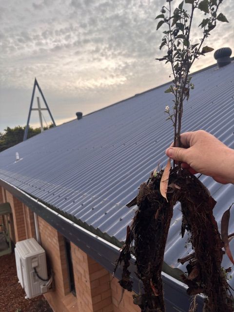 Gutter Full Of Leaves — Gutter Cleaning In Shoalhaven, NSW