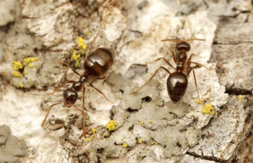 Photo of two winter ant workers walking on the bark of a tree.