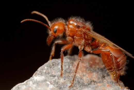 Photo of a red seed harvester ant male on a rock.