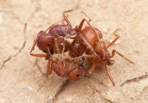 Photo of three seed harvester ants biting and grappling with each other.