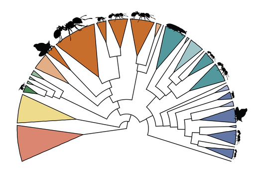 Illustration of the insect desaturase gene family tree.