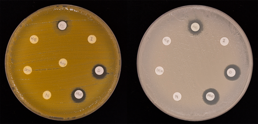 Photo of two Petri dishes showing the Kirby-Bauer disk diffusion assay for testing antibiotic activity.