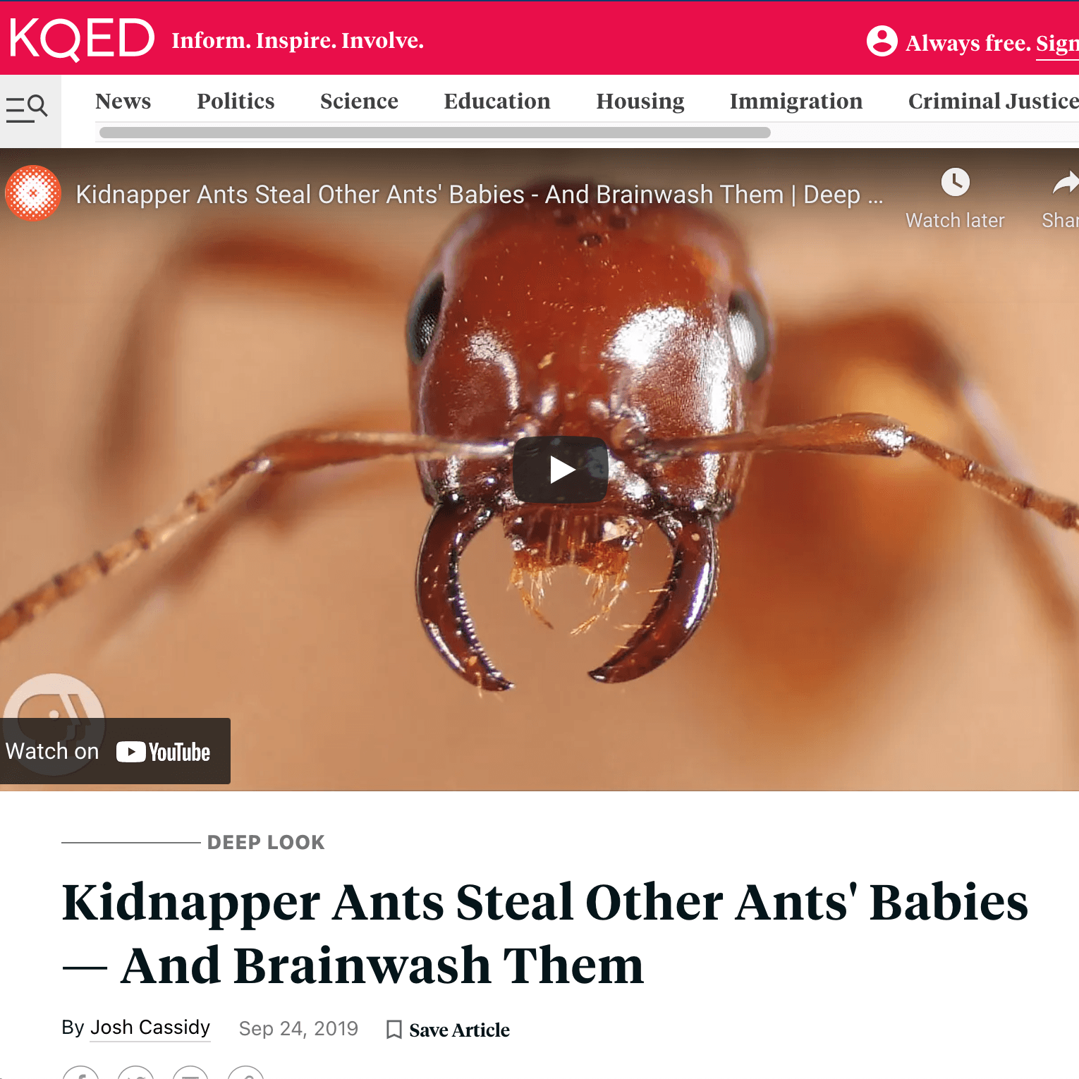 Screenshot of the KQED webpage for DeepLook's feature on kidnapper ants.