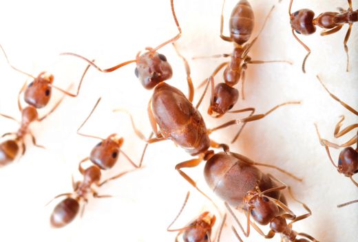 Photo of an Argentine ant queen surrounded by workers.