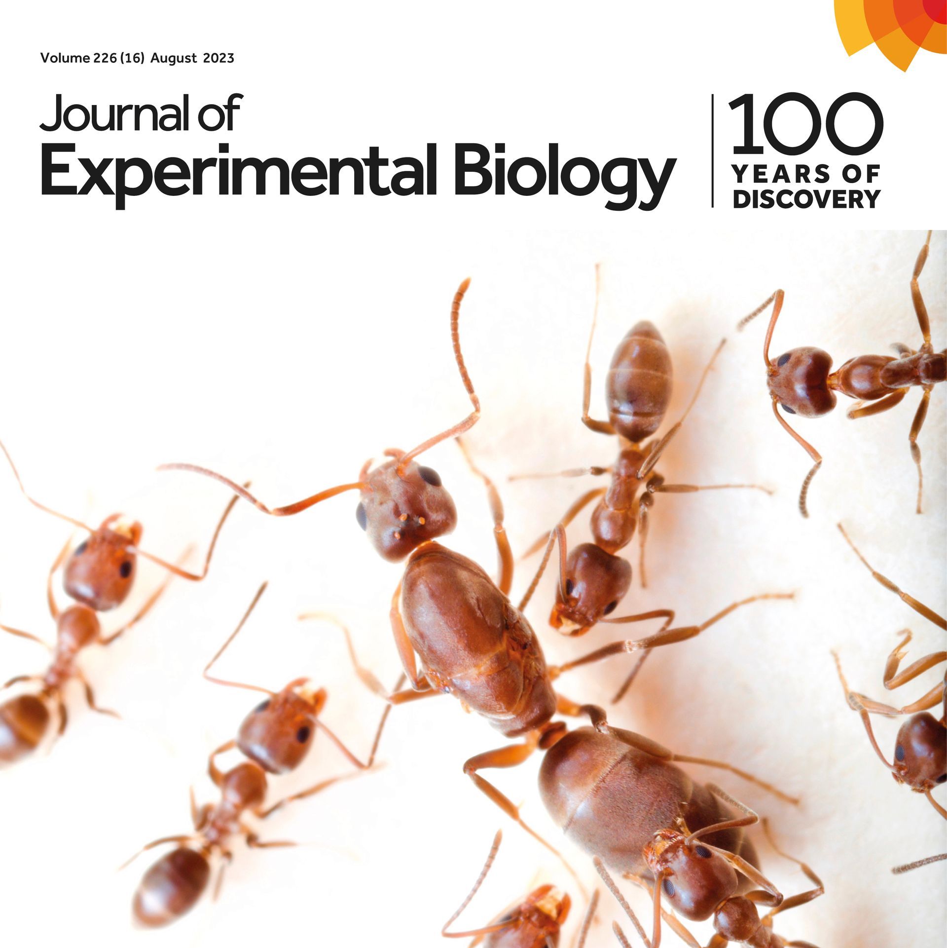 Cover art for the Journal of Experimental Biology featuring a photo of Argentine ant workers and a queen.