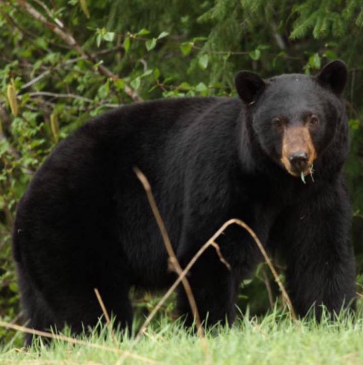 A black bear standing in the grass with a stick in its mouth