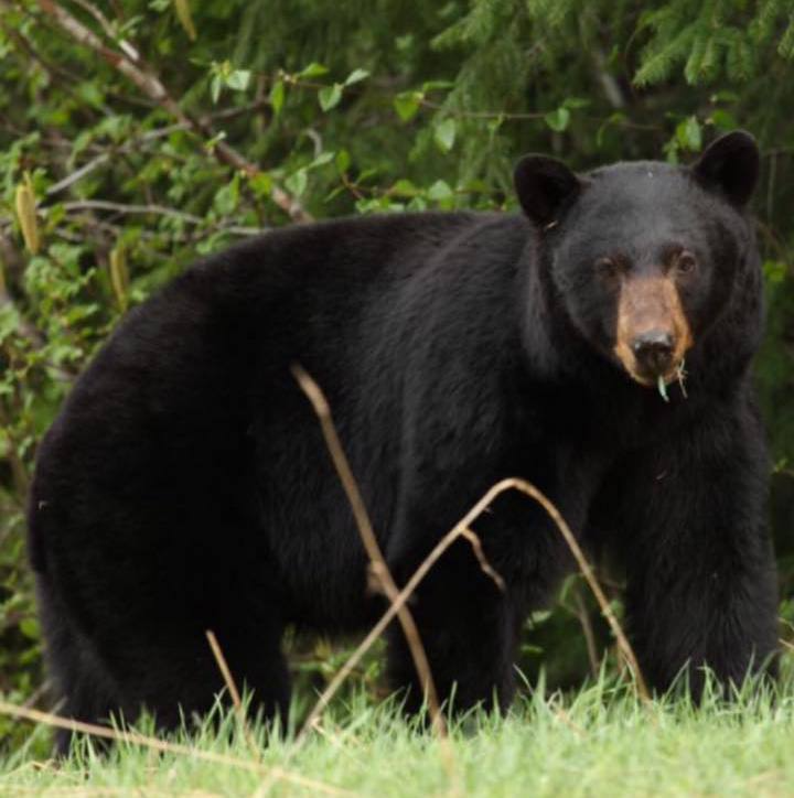 A black bear standing in the grass with a stick in its mouth