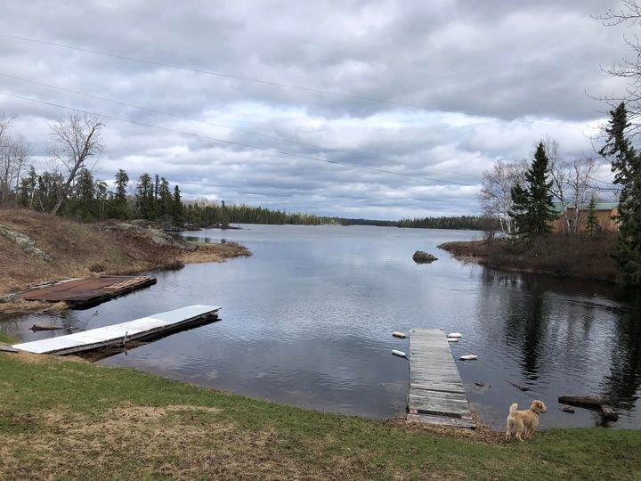 A dog is standing on the shore of a lake next to a dock.