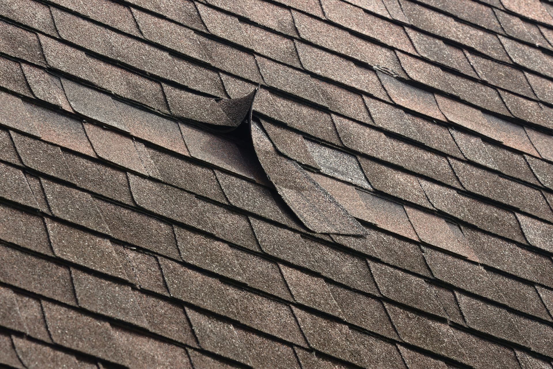 Damaged asphalt shingle on a roof, with a torn and lifted section, showing underlayment.