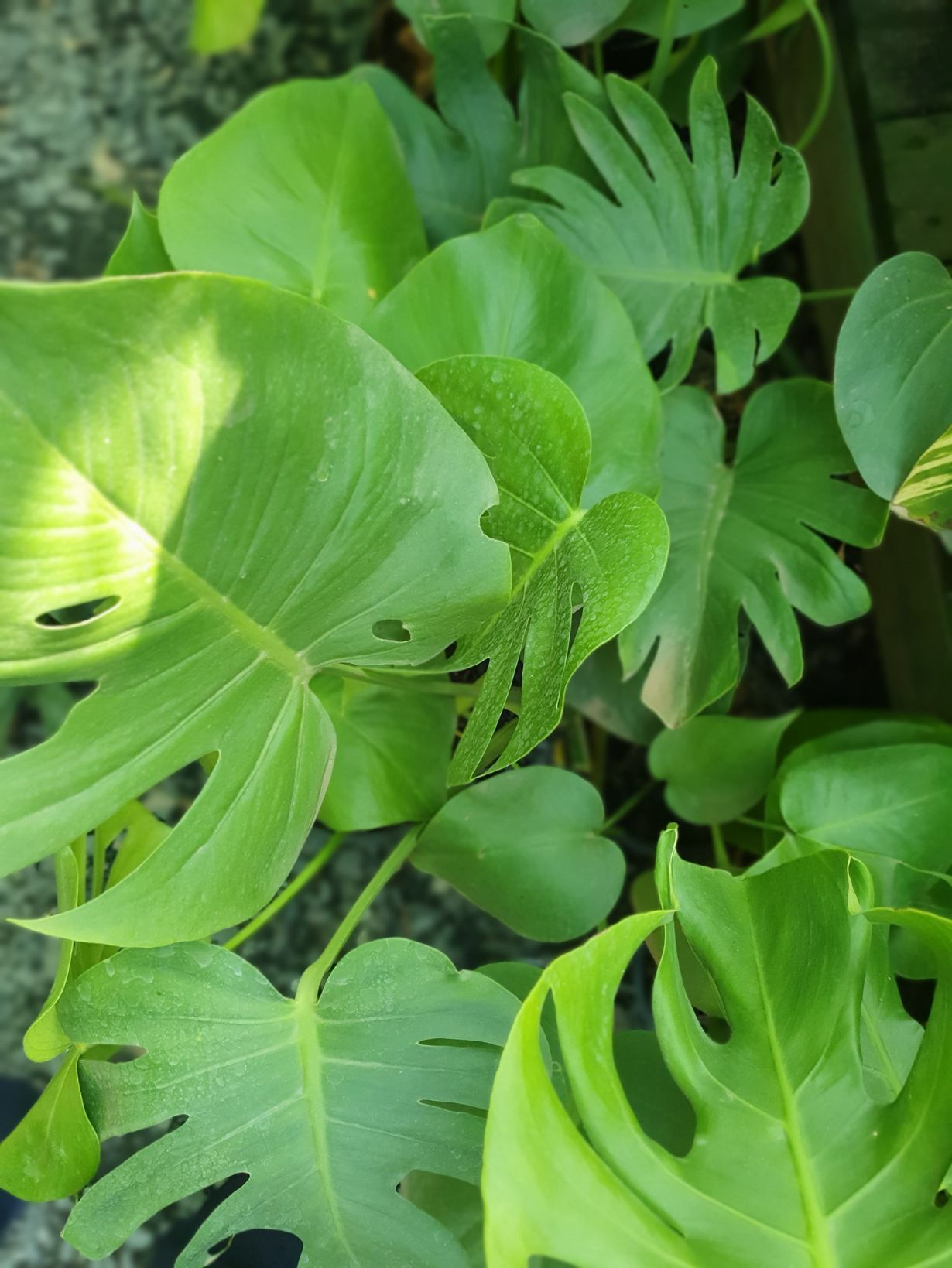 Monstera Plants — Landscaping Supplies in Port Macquarie, NSW