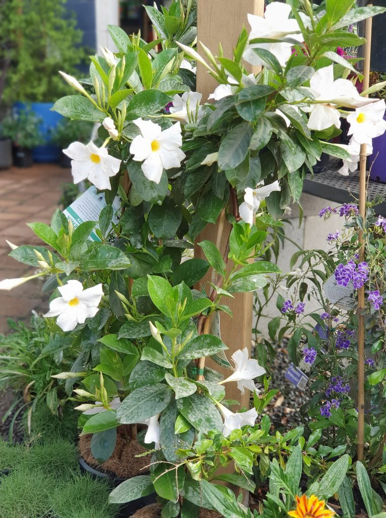 Dipladenia Rio White — Landscaping Supplies in Port Macquarie, NSW