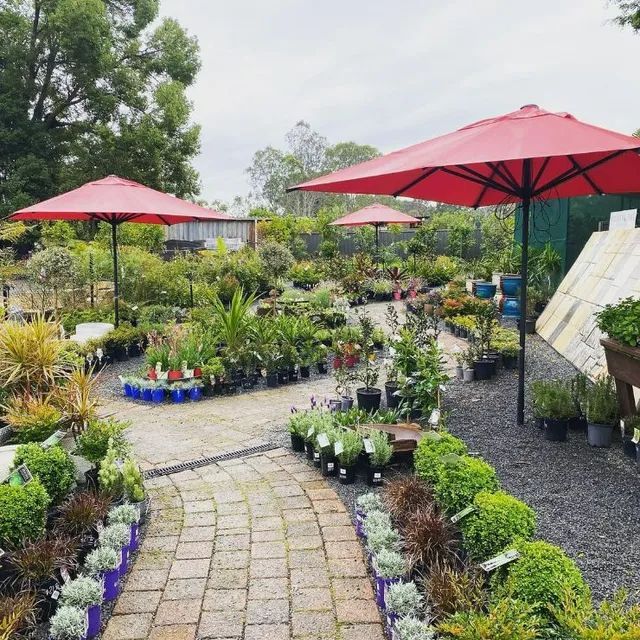 Beautiful Plants At Nursery — Landscaping Supplies in Port Macquarie, NSW