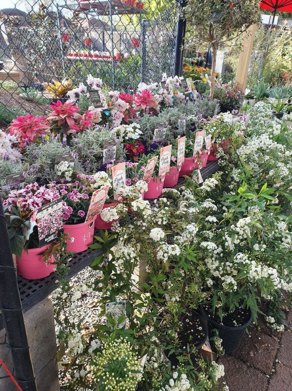 Range Of Pots, Plants, Succulents And More — Landscaping Supplies in Port Macquarie, NSW