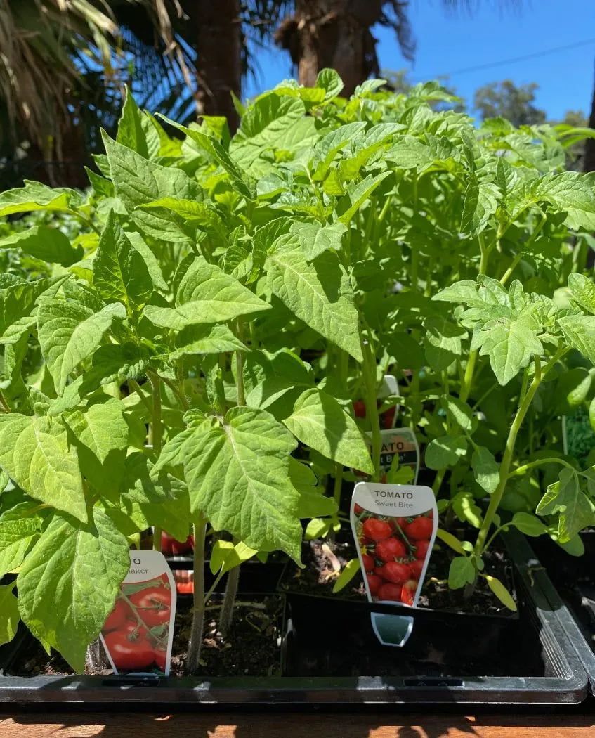 Tomato Plants — Soil in Port Macquarie, NSW