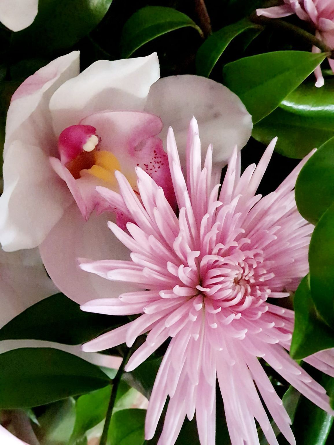 Pink Flowers — Landscaping Supplies in Port Macquarie, NSW