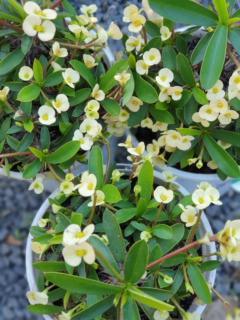 Crown Of Thorns — Landscaping Supplies in Port Macquarie, NSW