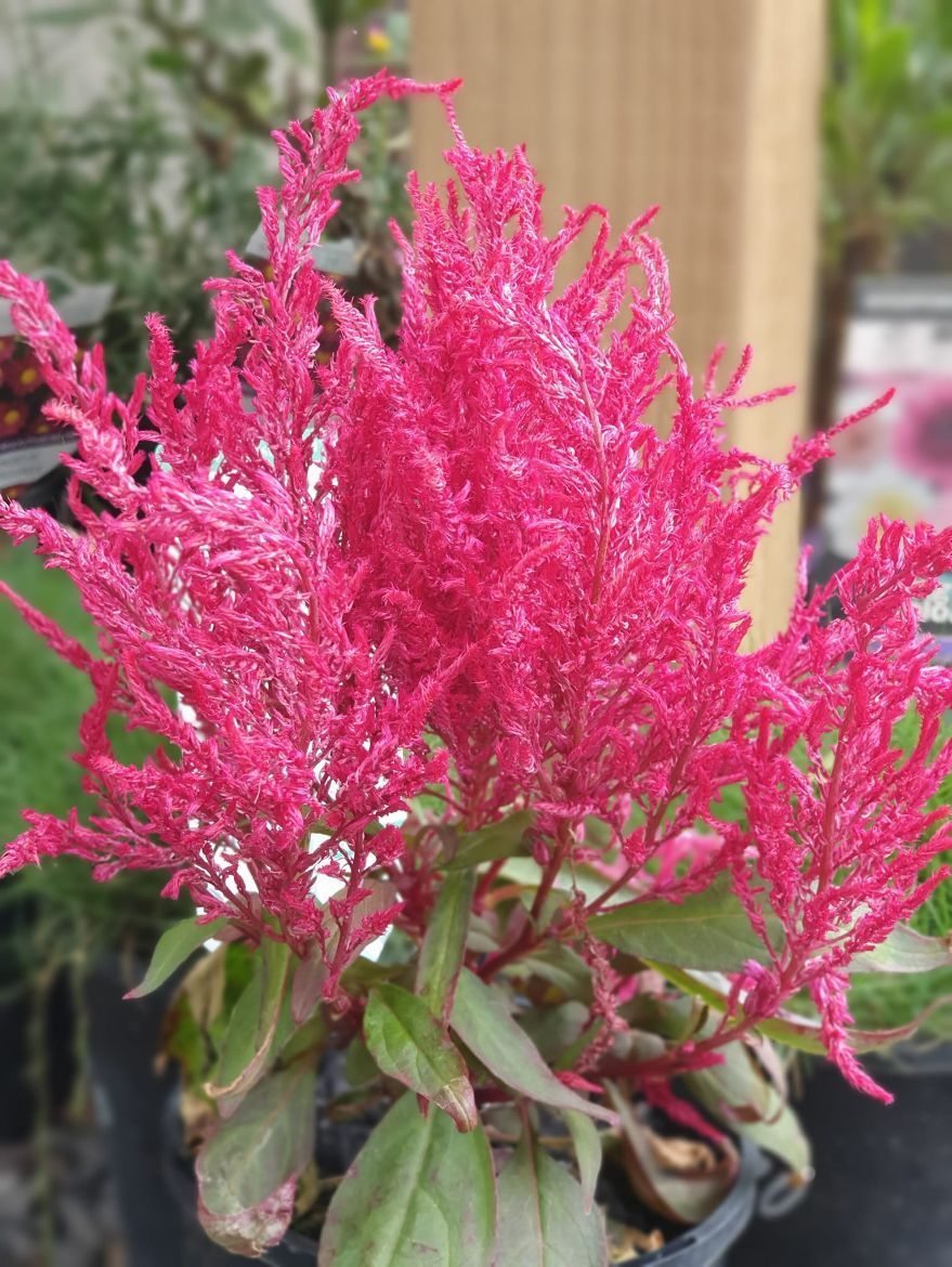 Dragon's Breath — Landscaping Supplies in Port Macquarie, NSW