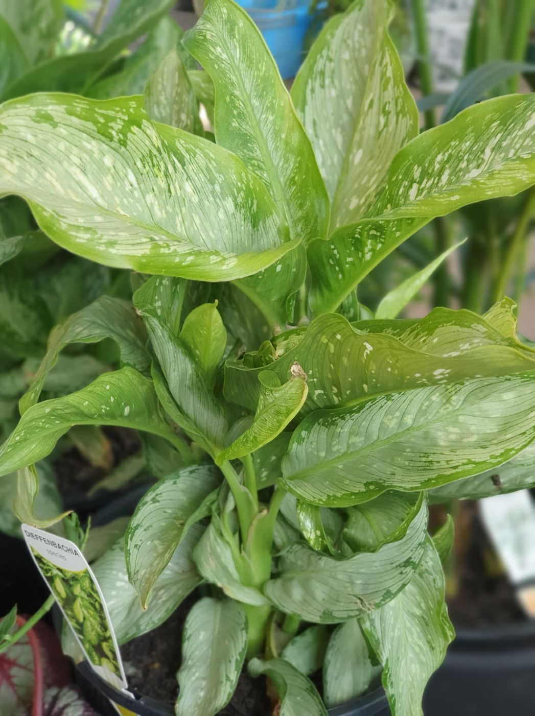 Dieffenbachia Plant — Landscaping Supplies in Port Macquarie, NSW