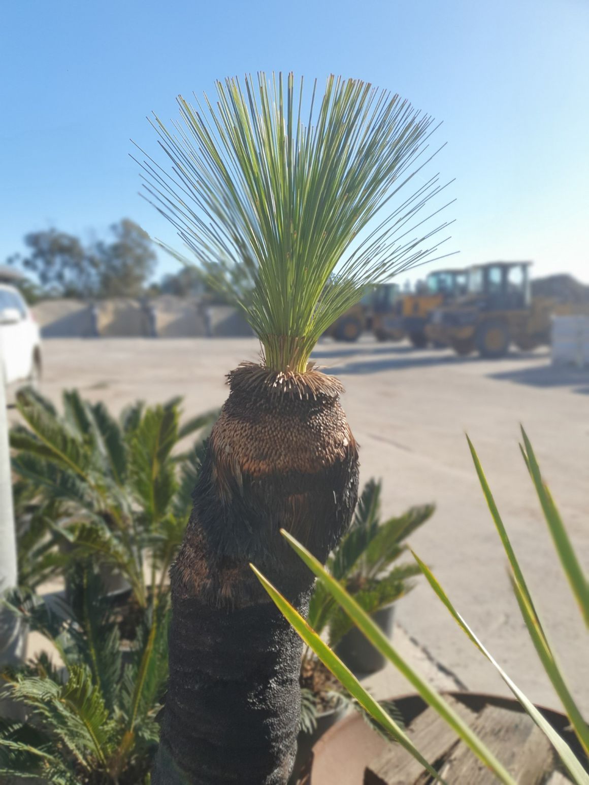 Grass Tree — Landscaping Supplies in Port Macquarie, NSW