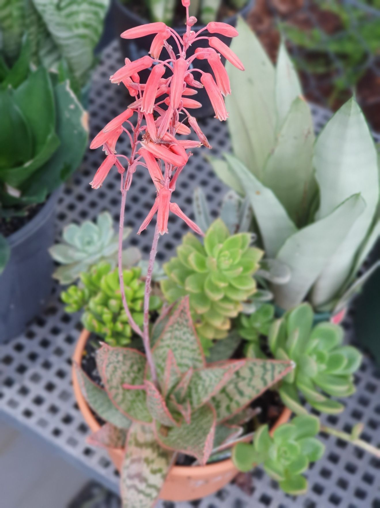 Succulents With Pink Flowers — Landscaping Supplies in Port Macquarie, NSW