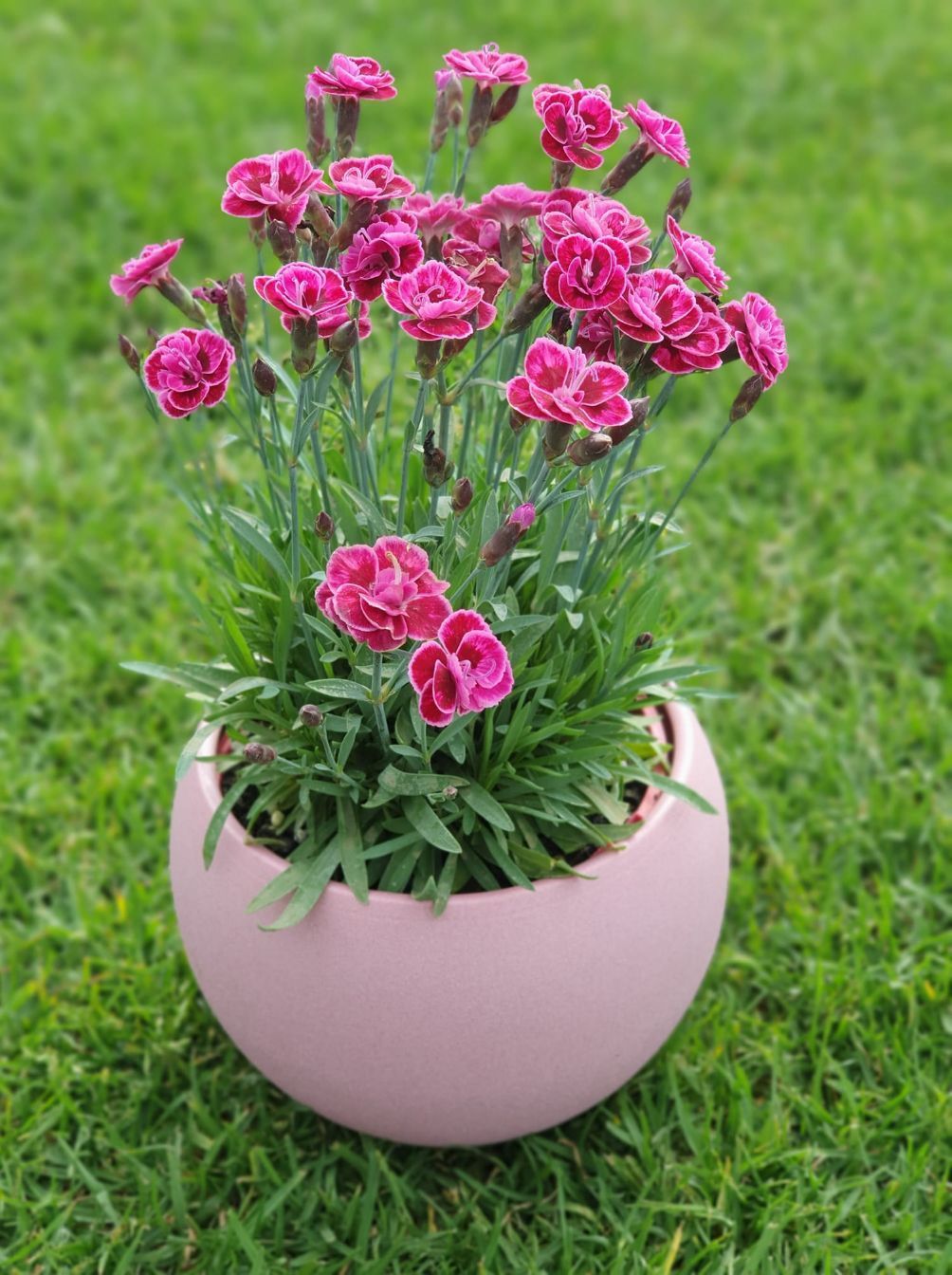 Pink Kisses Plant — Landscaping Supplies in Port Macquarie, NSW