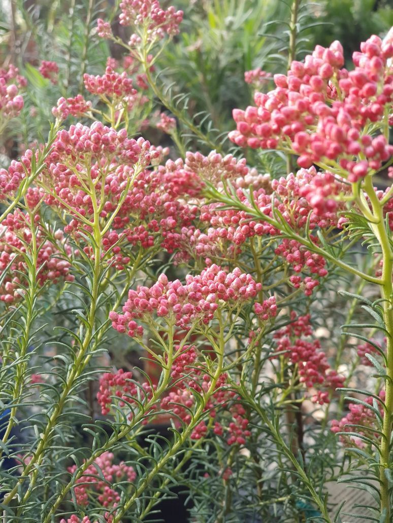 Red Gingham — Landscaping Supplies in Port Macquarie, NSW