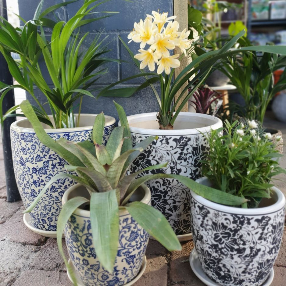 Pots With Blue And Black Design — Nursery in Port Macquarie, NSW