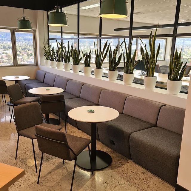 Budget Friendly Indoor Plants - Wollongong, NSW - D & L Indoor Plant Hire