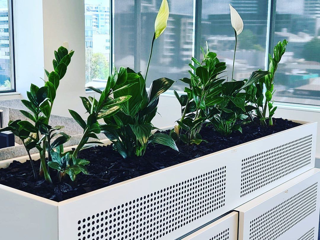 Indoor Plants In Customized Pot - Wollongong, NSW - D & L Indoor Plant Hire