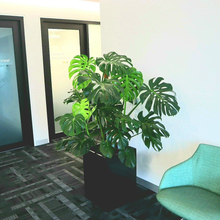 Products And Past Projects - Wollongong, NSW - D & L Indoor Plant Hire