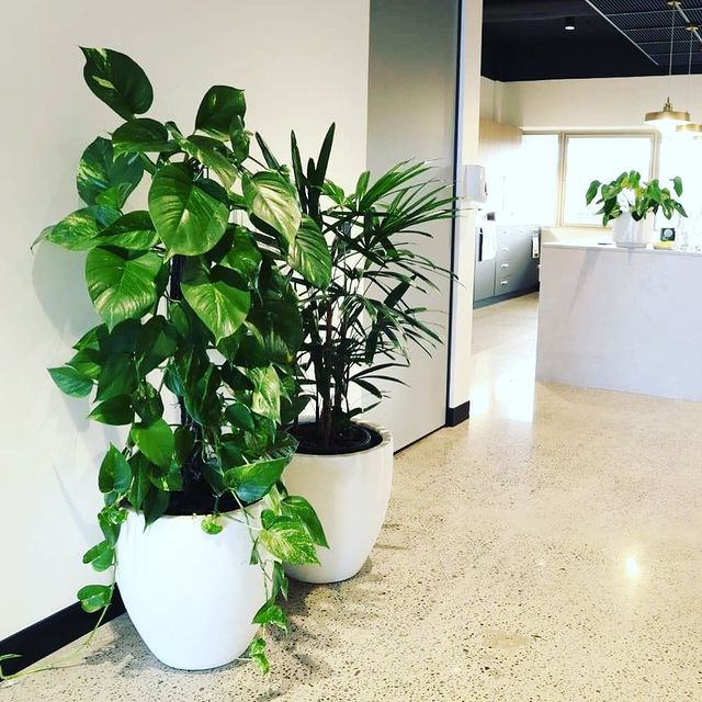 Two Indoor Plants With White Pot - Wollongong, NSW - D & L Indoor Plant Hire
