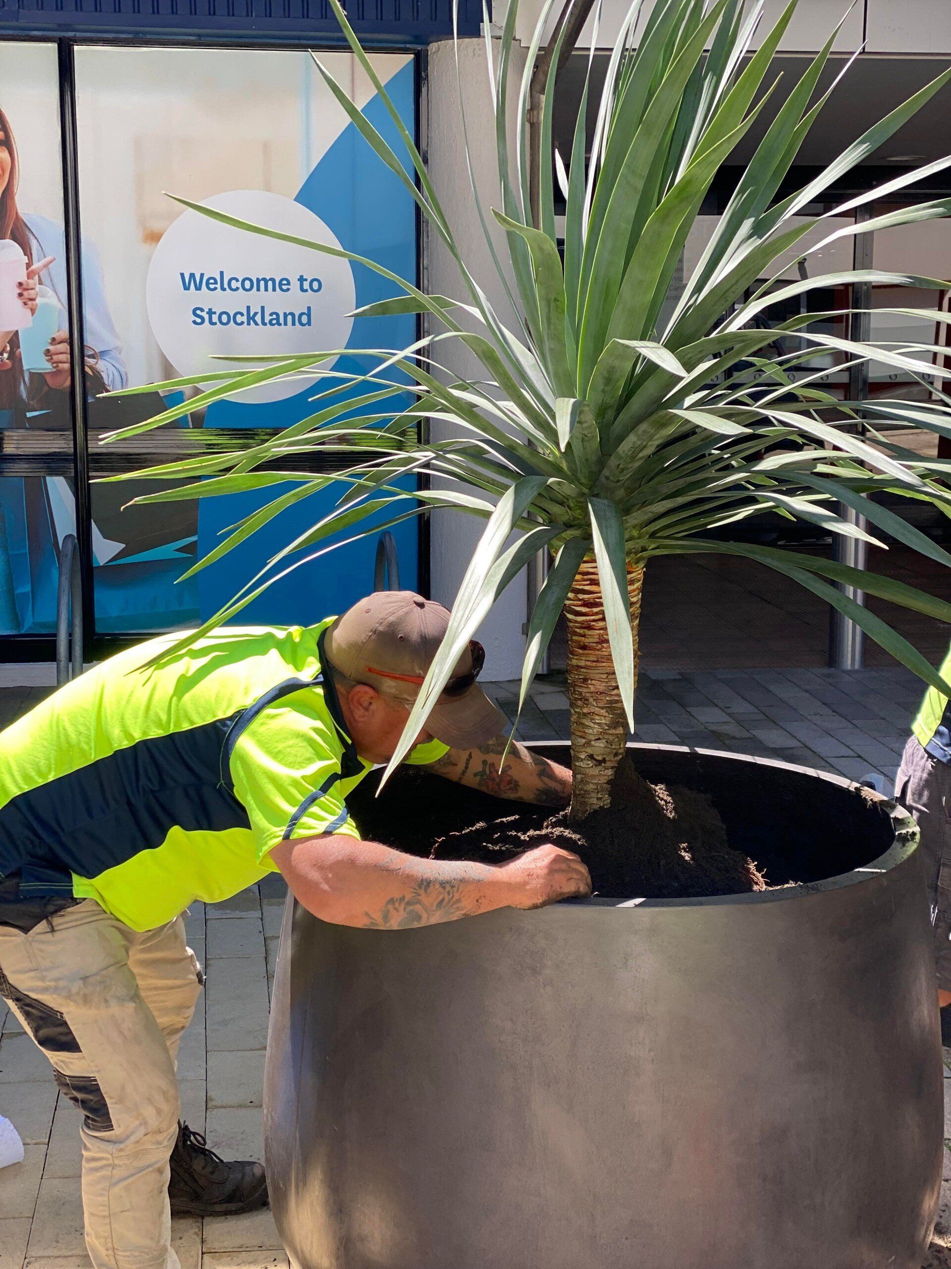 Environment Friendly Indoor Plants - Wollongong, NSW - D & L Indoor Plant Hire Environment Friendly Indoor Plants - Wollongong, NSW - D & L Indoor Plant Hire
