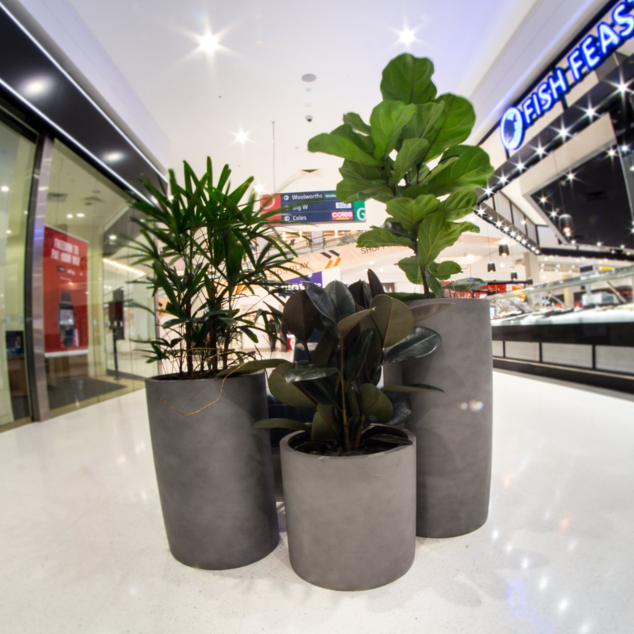 Branded Indoor Plants - Wollongong, NSW - D & L Indoor Plant Hire Branded Indoor Plants - Wollongong, NSW - D & L Indoor Plant Hire