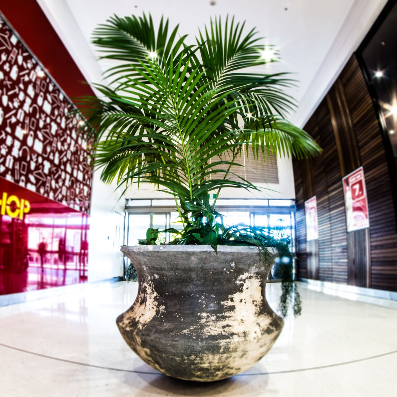 Plant Hire - Wollongong, NSW - D & L Indoor Plant Hire