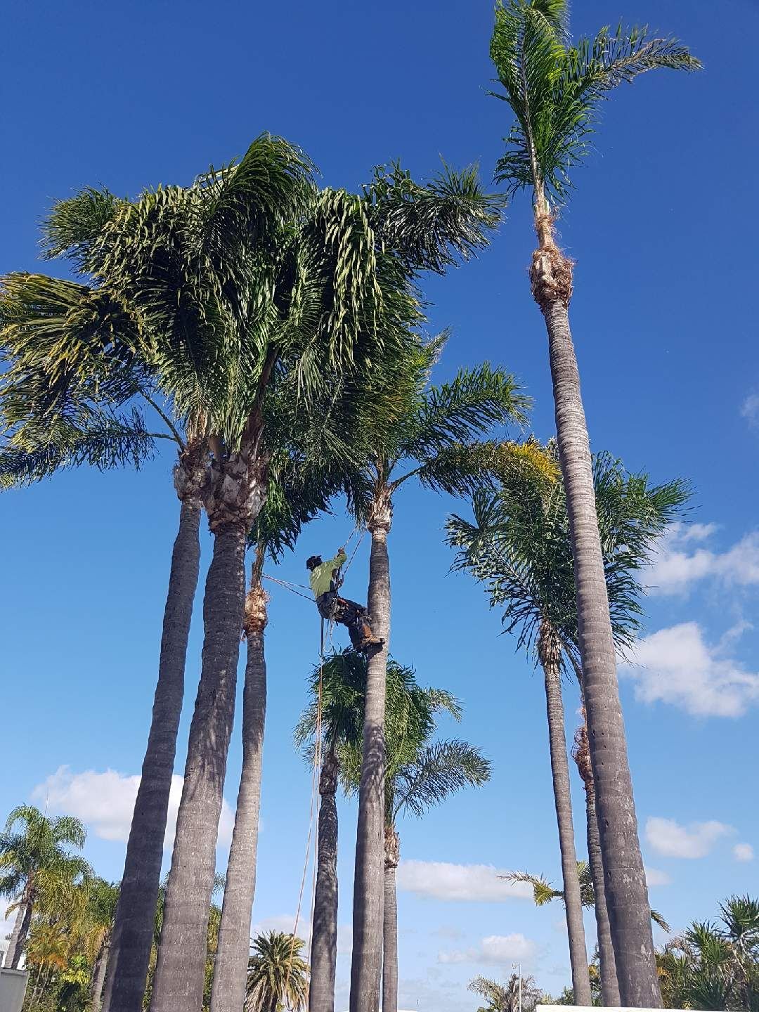 Tree Removal Gallery | Tree Lopping Gold Coast