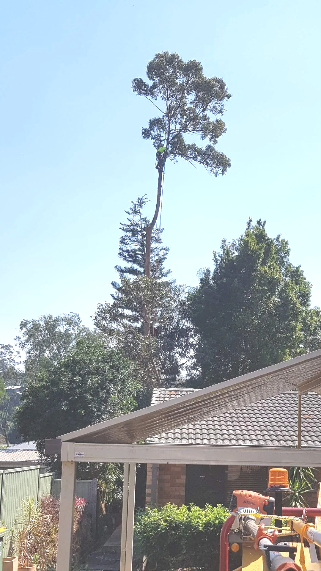 Tree Removal Gallery | Tree Lopping Gold Coast
