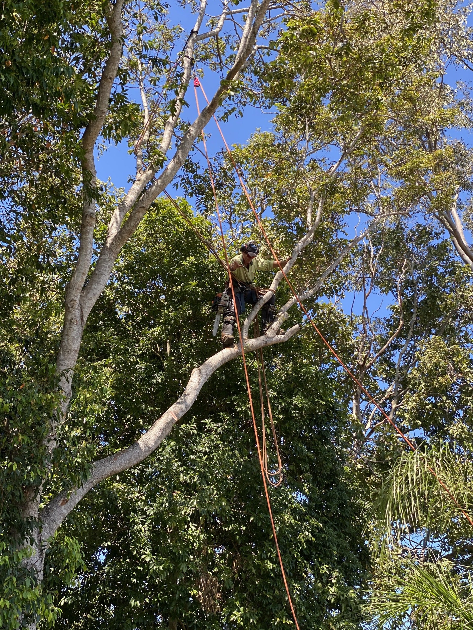 Tree Lopping Mount Tamborine Tree Removal Services Tree Surgeon