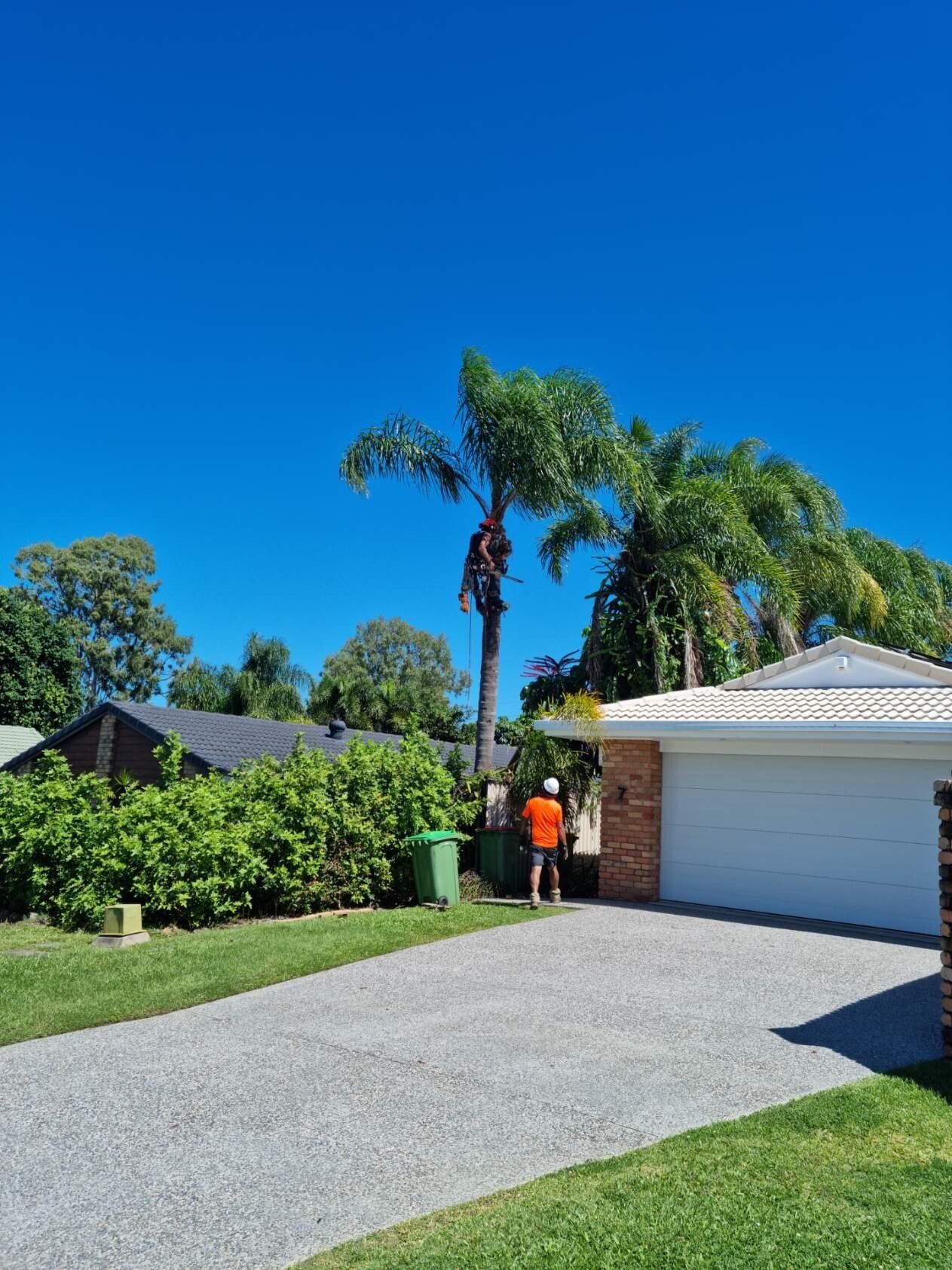 A man is climbing a palm tree in front of a house.