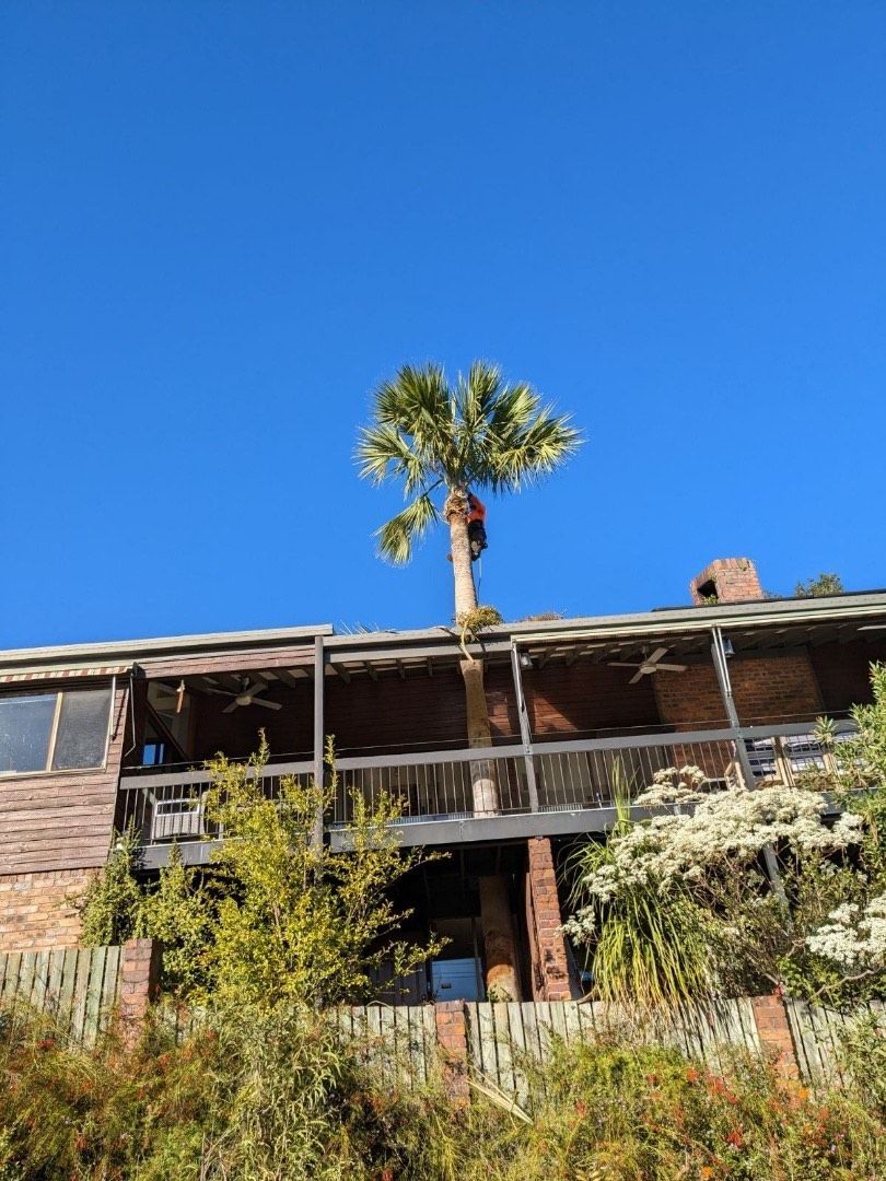 24h tree services gold coast